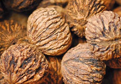 Are all walnuts edible?